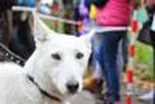 Охотники-универсалы