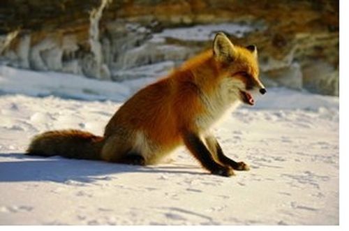 В Туве выявлен вирус бешенства у дикой лисицы