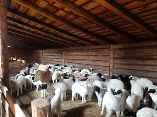 Мал оолдаашкыны