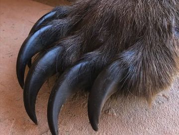 Адыг дыргаа