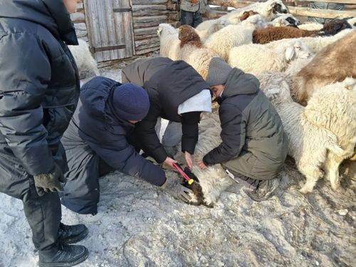 Студенты Тувинского технологического техникума осваивают практические навыки в животноводстве