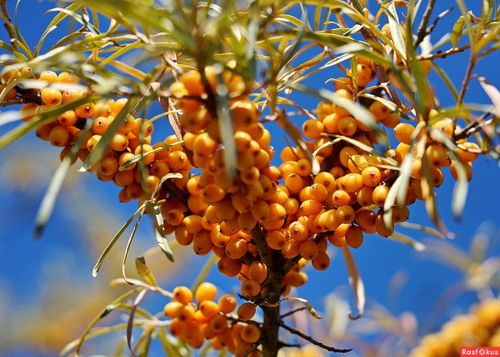 В Туве создадут облепиховую плантацию