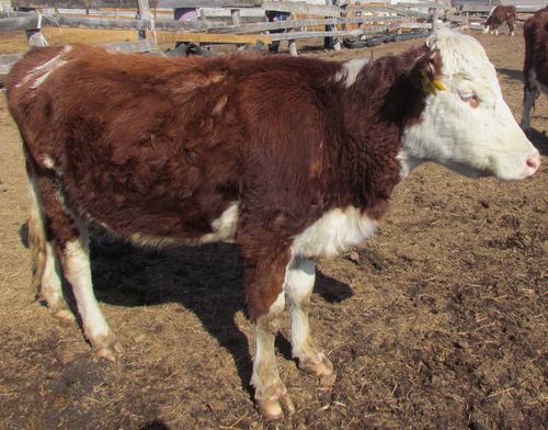 В счет долга пойдут и коровы