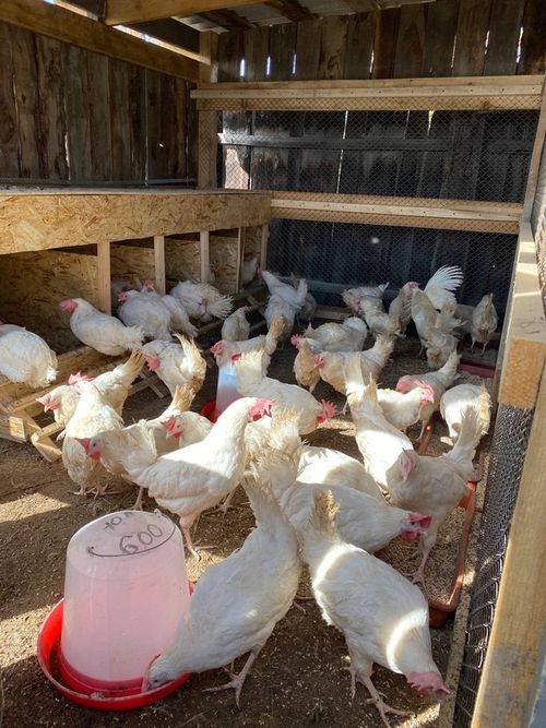 Двое жителей Барун-Хемчика открыли мини-ферму на средства соцконтракта