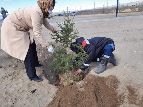 В «Семейном» сквере посадили 18 новых елей