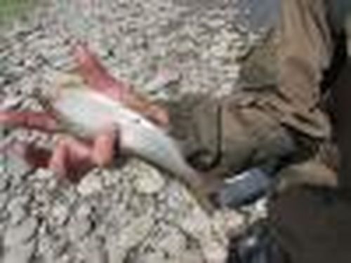 Ловись, рыбка…