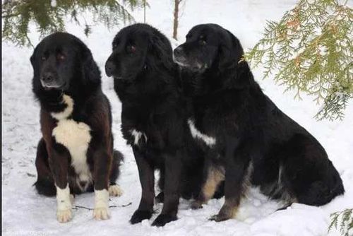 Полицейские Тувы установили владельцев собак, покусавших молодую женщину до смерти