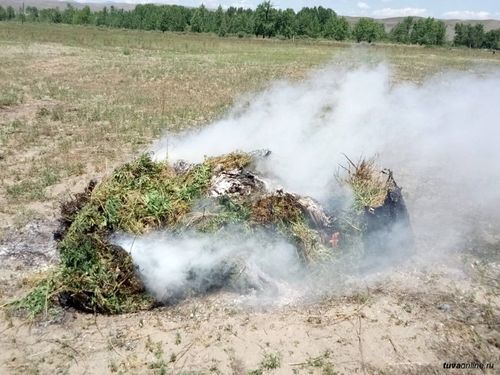 Более 2000 гектаров дикорастущей конопли уничтожено в этом сезоне на территории Тувы
