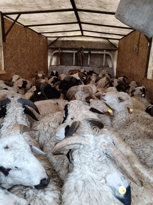 Возрождение племенного животноводства