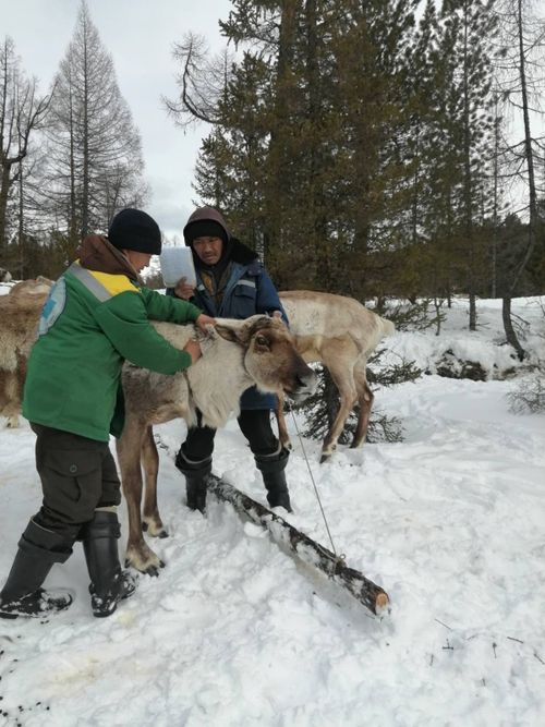 Кадык малды өстүрер дээш ...