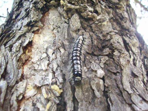 В Тандинском лесничестве введен карантин из-за выявления очага сибирского шелкопряда