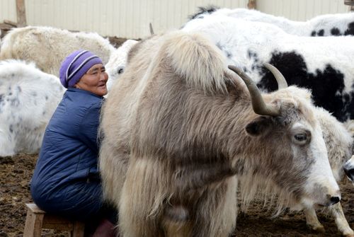 МОНГУН-ТАЙГИНСКИЕ ВСТРЕЧИ СЕНАТОРА
