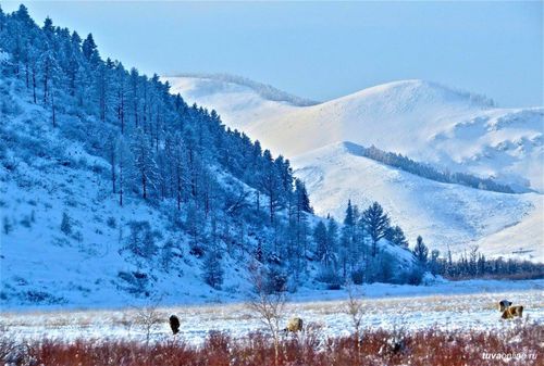 4 ноября в Туве ожидается резкое понижение температуры воздуха