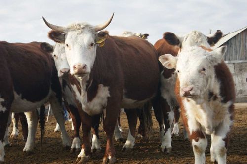 В Чеди-Холе проходит искусственное осеменение коров