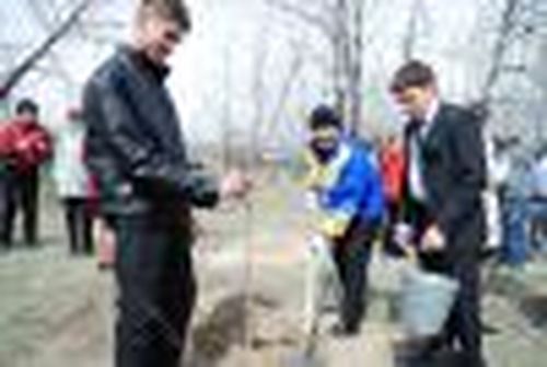 Березки памяти