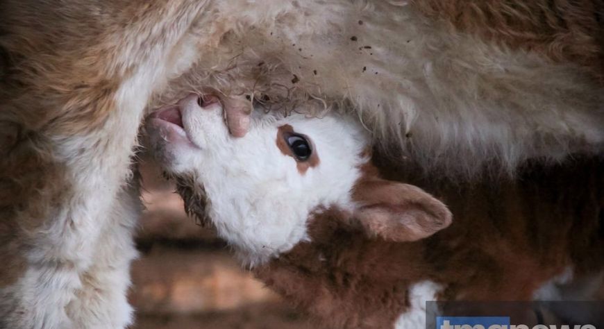 Тува сохраняет статус благополучного региона по туберкулёзу животных
