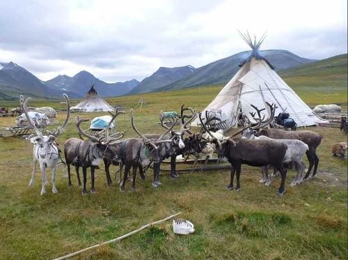 Тувинцы-тоджинцы попросили увеличить субсидию оленеводам до 10 тысяч