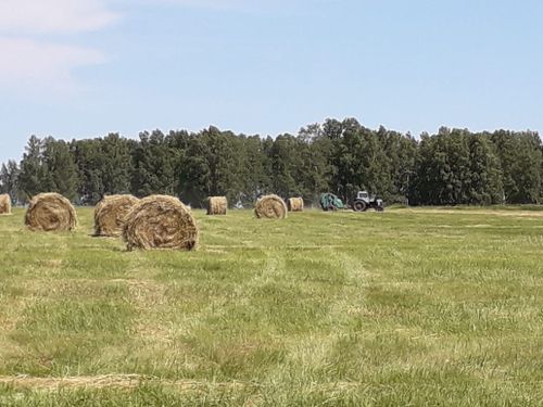 В Туве к сенокосу приступили в 11 муниципальных образованиях