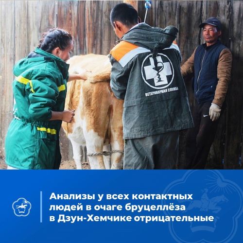 В Дзун-Хемчикском районе никто из людей, контактировавших с больными животными, бруцеллезом не заболел