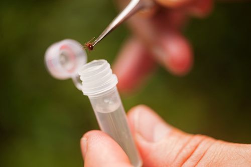 В Туве растёт число пострадавших от укусов клещей