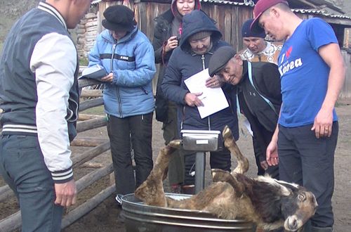 ШЕМИНИҢ ҮСТҮҮ ХОВУ-АКСЫНДА — БҮДҮРҮКЧҮ КАЛМЫК КОШКАРЛАР