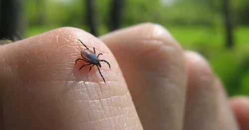 Клещ не дремлет: зарегистрированы первые укусы