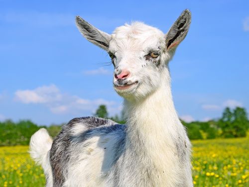 Козы из Оренбурга помогают задавать тренды всей стране