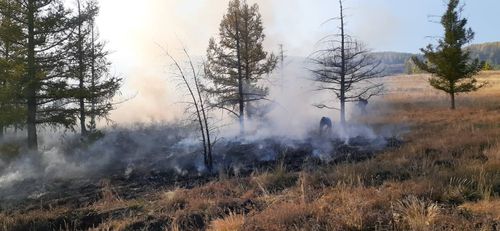 Есть такая профессия — лес защищать. 18 сентября в России отмечается День работников леса