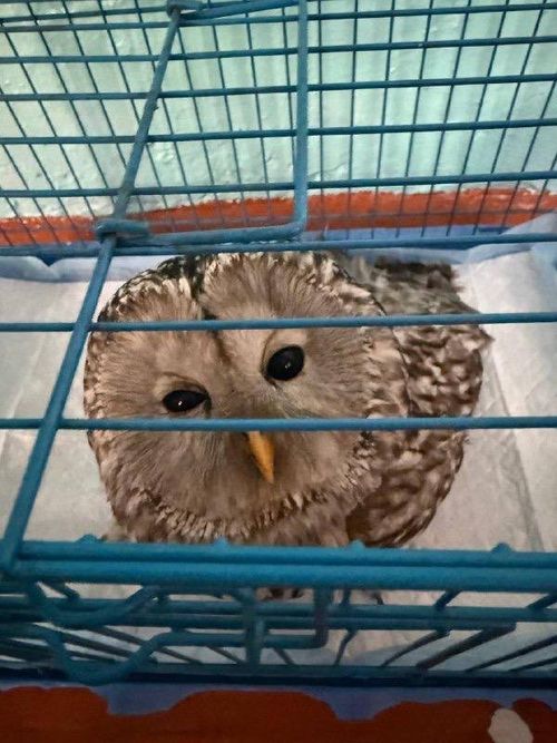 Ветеринары Улуг-Хема спасли ночного стража леса