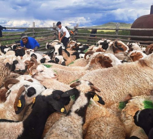 Аржаанның малчыннары хоюн чугдурган.