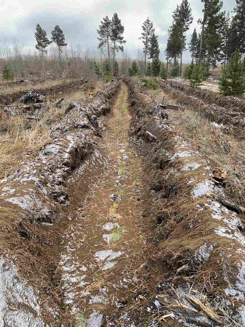 В Туве восстановлено более 565  гектаров  хвойного леса 
