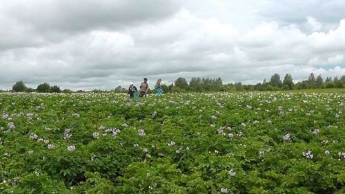 В хозяйствах Тандинского и Кызылского районов провели апробацию посевов картофеля 