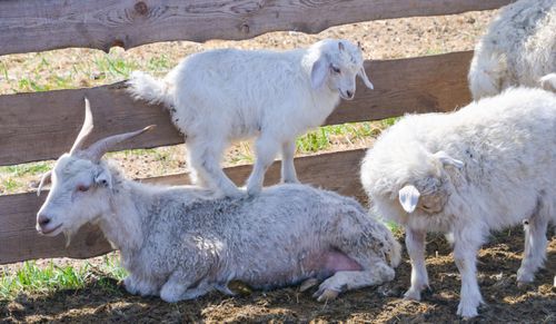 В Туве на 3,1 процента увеличили поголовье мелкого рогатого скота