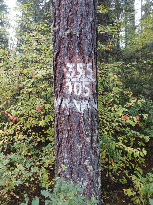 В Туве отобраны лучшие деревья лиственницы для улучшения лесного фонда