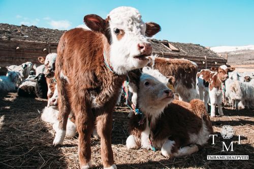 Мал оолдаашкыны чогуур деңнелде эртип турар