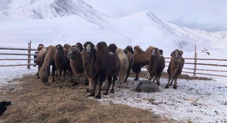 Зимовка скота в Туве проходит в штатном режиме – Минсельхоз