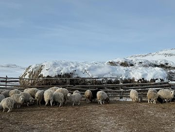 Мал кыштаглаашкыны хүр