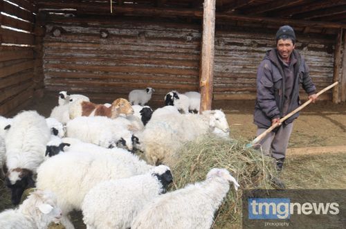 Манчүрек Ондарның кыштаанда мал оолдаашкыны кидин түлүк