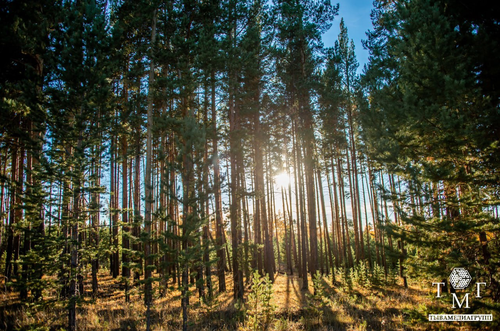 В Туве лесная площадь составляет 8,7 миллиона гектаров