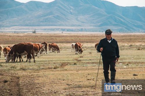 Степан Монгуш: «Герефордская корова – это одна из лучших пород для разведения на мясо»