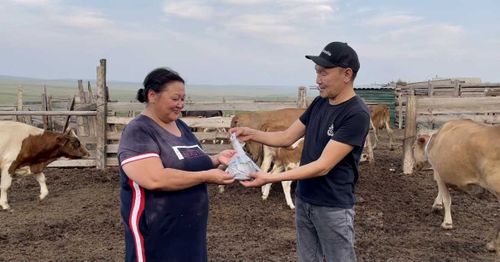 По Туве коровы разгуливают со светоотражателями