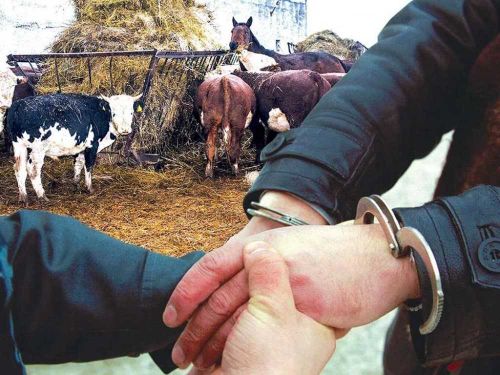 В Туве автоинспекторы задержали скотокрадов