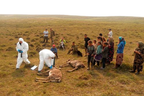 Өлген малды канчаарыл....