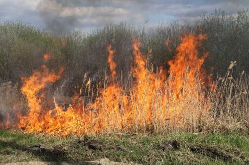 Особый противопожарный режим введен в 13 районах Тувы