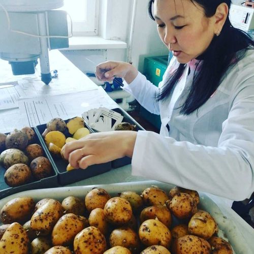 Россельхозцентр определит пригодность семенного картофеля к посадке