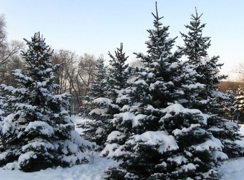 Полмиллиона хвойных