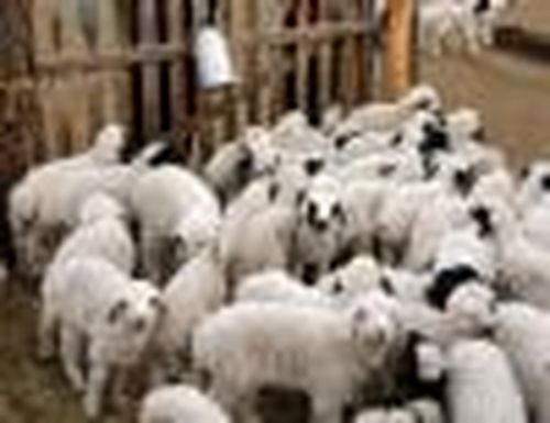 Взятка баранами