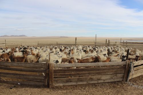 Рогато-копытная демография: в Туве идёт случная кампания