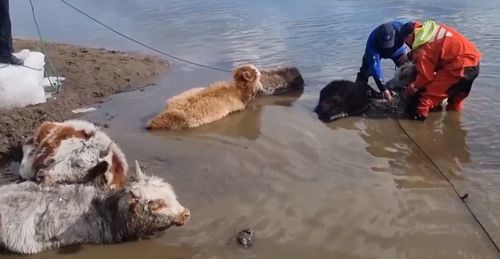 Засосала опасная трясина: В Туве спасли телят, застрявших в грязи