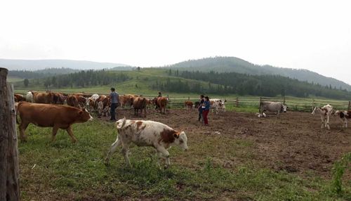 «Корова - кормилица» действительно кормит